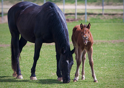 foal, mare, colt, equine, horse, animal, nature