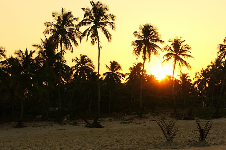 sunrise, palms, india