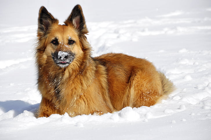 pes, hrať, obavy, zimné, sneh, biela, zábava