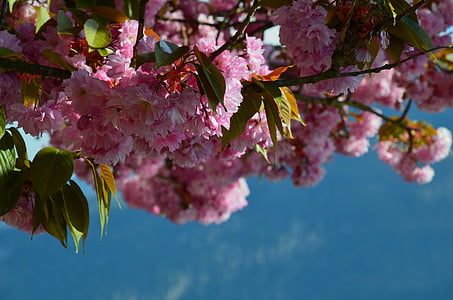 завод, квітка, цвітіння, цвітіння, Природа, рожевий, Весна