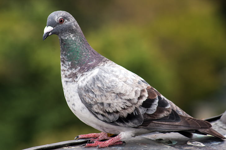chim bồ câu, con chim, nơi an nghỉ, thành phố pigeon