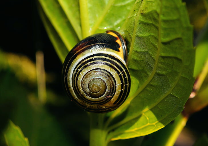 snail, foraging, close, shell, slowly, nature, leaf