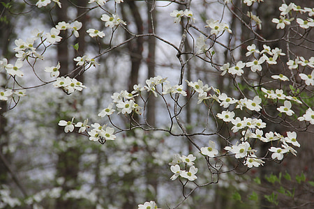 Dogwood, flores, primavera, naturaleza, hermosa, flor, floración