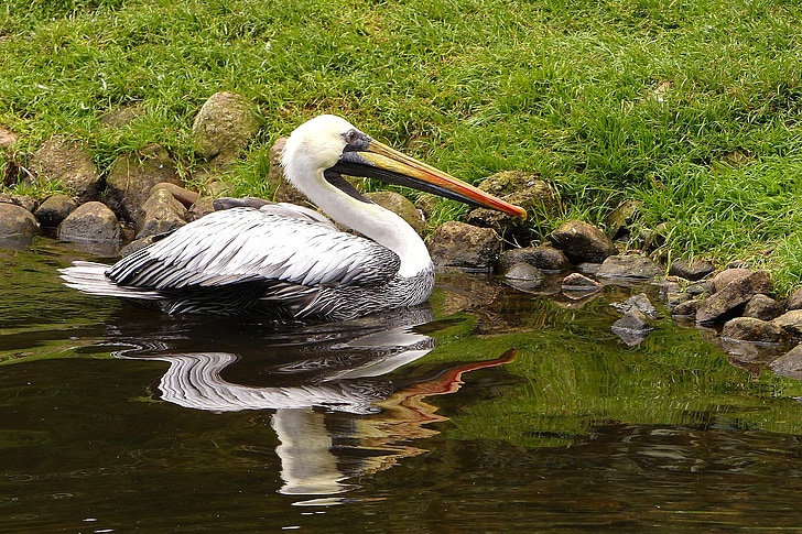 bird, large, pelikan, large beak, water, mirror image