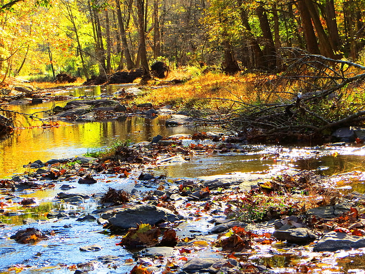 Csobogó patak, őszi fák, Brook, békés, távoli, derűs, nyugodt