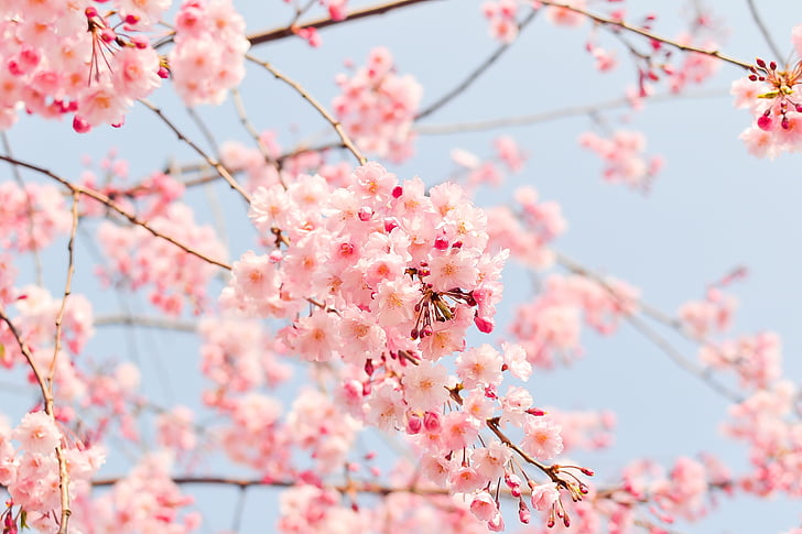 natural, planta, flores, cereja, Japão, Primavera, -de-rosa