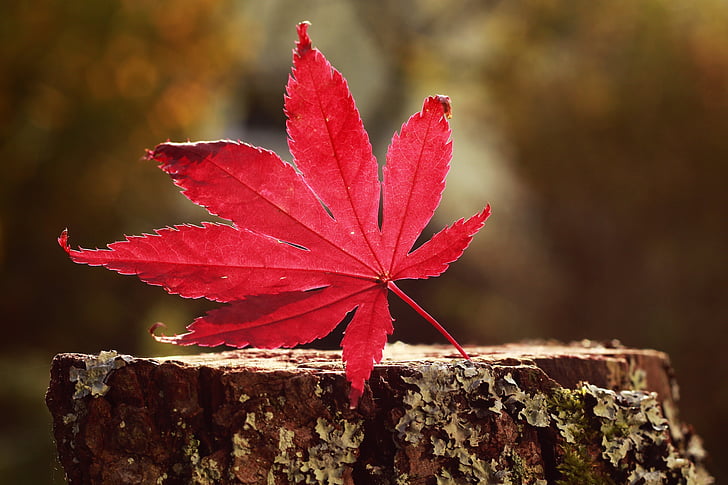 jeseň, Leaf, Forest, strom, javor, Lístie pádu, listy
