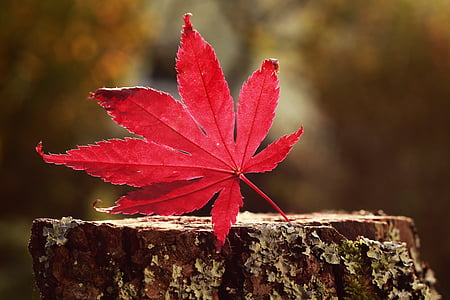 jesień, liść, lasu, drzewo, klon, Spadek liści, pozostawia