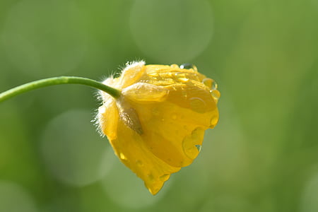 Buttercup, Prat, planta, natura, groc, primavera, flor punxegut