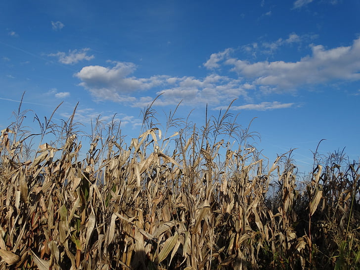 corn, field, harvest, fall, autumn, agriculture, nature