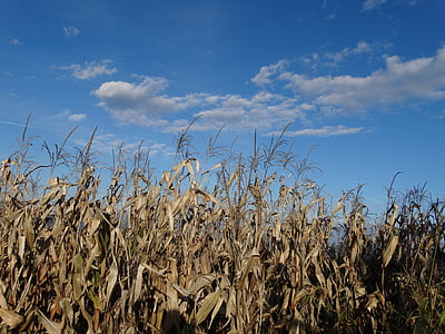 Кукуруза, поле, урожай, Осень, Осень, Сельское хозяйство, Природа