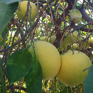 grapefruit, grapefruit strom, citrusové plody, Citrus, Vitamín c, ovocie, šťavnaté