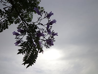 purple flowers, sun, sunlight, floral, plant, natural, blossom