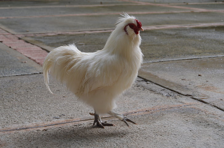 hen, gallina blanca, ave, poultry, chicken