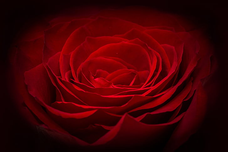Троянда, Червона троянда, червоний, квітка, пелюстки, хвилі, світіння