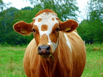 корова, яловичина, Пасовище, пасти, Молоко коров'яче, відбулася велика рогата худоба, обличчя