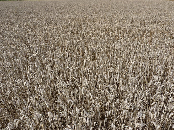ladang jagung, musim panas, tanaman, alam, Jerman