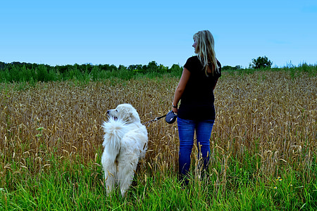mulher, cão, natureza, para levar o cachorro para passear, pé, pessoa, animal