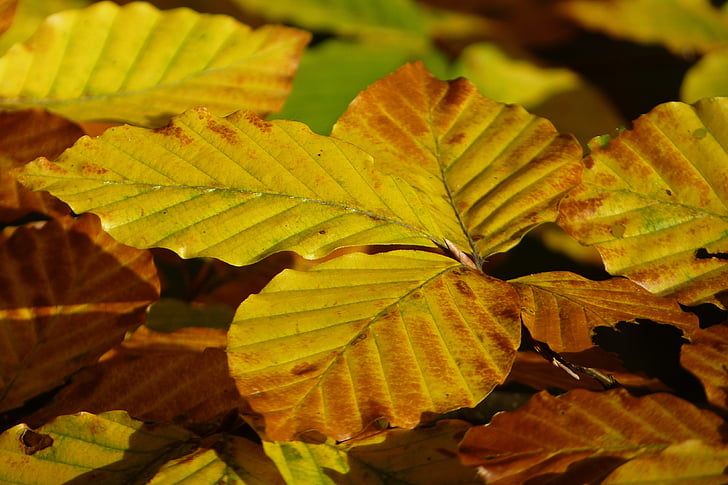 Beech, daun-daun Kuning, emas, musim gugur, dedaunan jatuh, alam, warna-warni