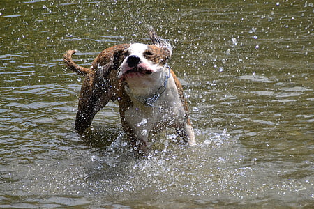 dog, american stefford, race, puppies, dogs, splashing, play