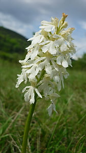Orchis purpurea, Albino, vita sällsynthet, tyska orkidé, rapporterade, bergssidan, vilda