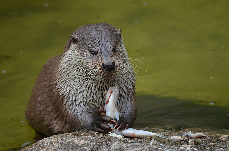 otter, feeding, eat, food