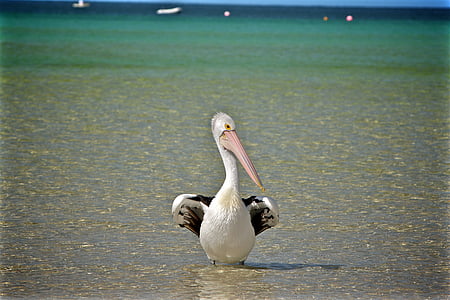 con chim, Pelican, mỏ, bờ biển, đôi cánh, chủ đề động vật, động vật hoang dã