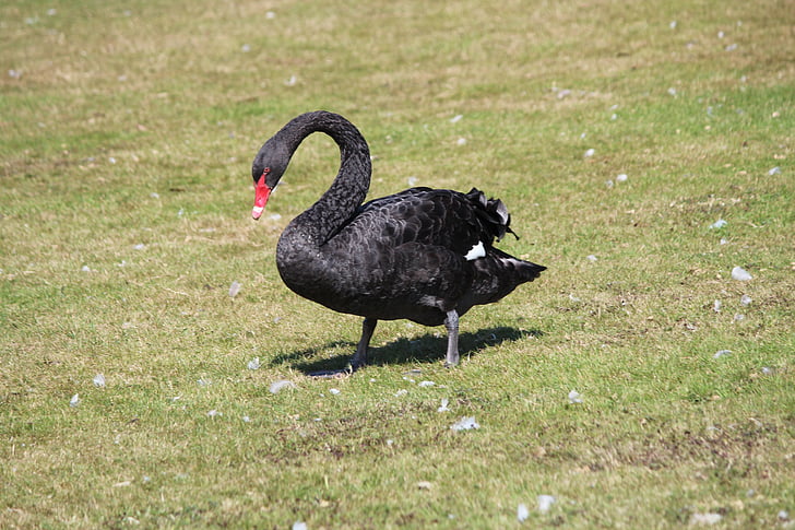swan, black, meadow, nature, animal, schwimmvogel