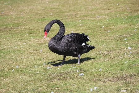 Swan, hitam, padang rumput, alam, hewan, schwimmvogel