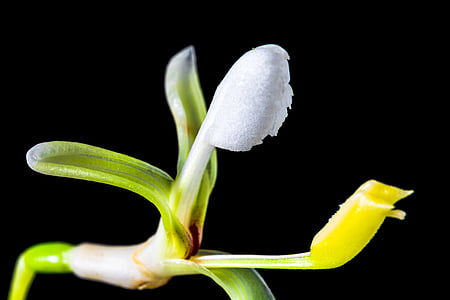 Αγριολούλουδο, μικρό λουλούδι, άνθος, άνθιση, άσπρο κίτρινο, φύση, φυτό