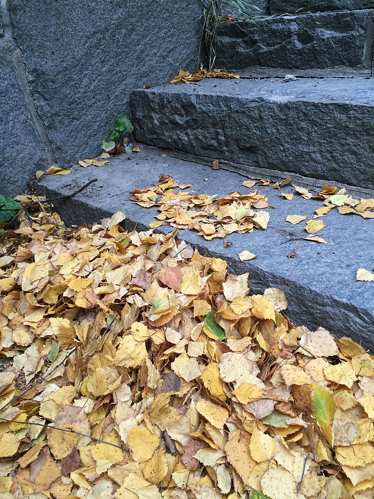 laiptai, lapų, rudenį, geltonų lapų