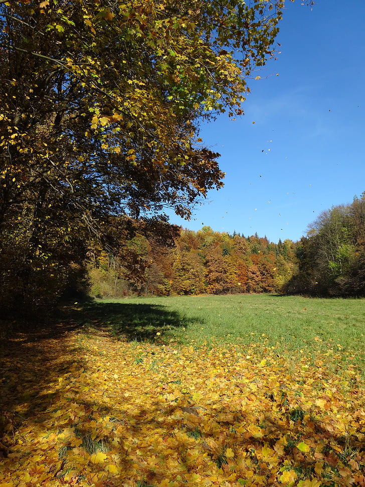 jesen, lišće, kolaps, jesenje zlato, drvo, krajolik, boja