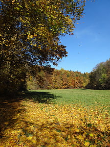 秋天, 叶子, 折叠, 秋金, 树, 景观, 颜色
