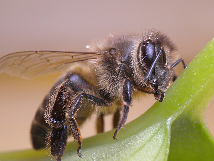 con ong, côn trùng, con ong