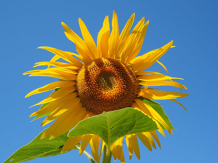 bunga matahari, Perbungaan, Bunga Keranjang, lidah bunga, bunga berbentuk tabung, helianthus annuus, bunga
