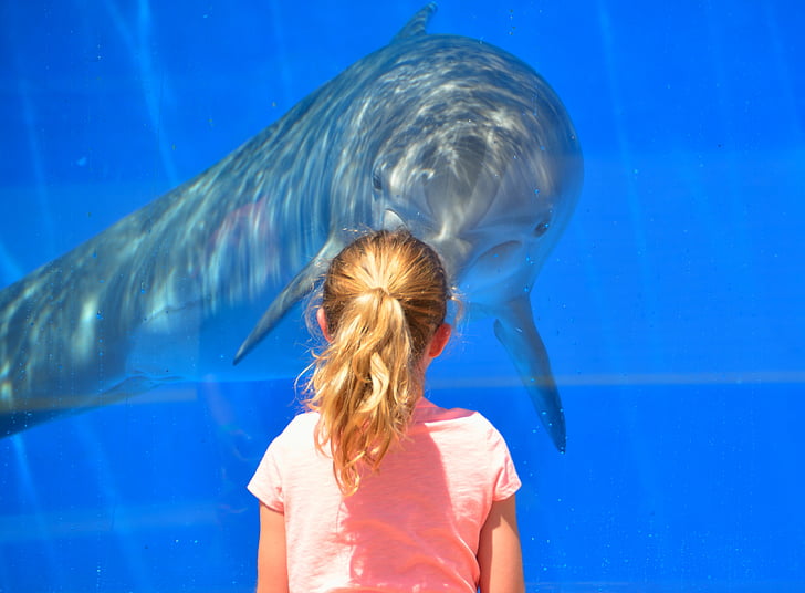 delfín, dieťa, deti, prehrávanie, interakcia, zviera, akvárium