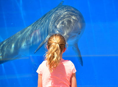dolphin, child, children, playing, interacting, animal, aquarium