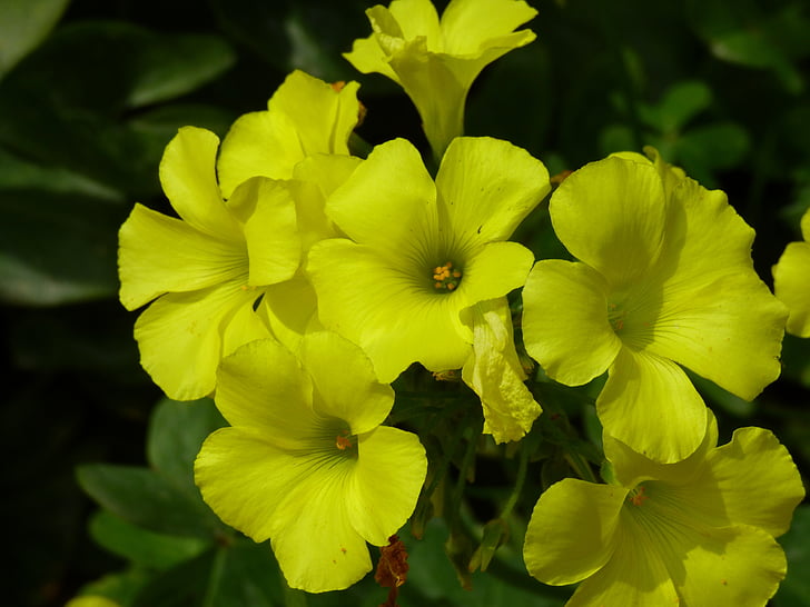 gelb, Wiese, im freien, Blume, Frühling, Malta, Insel
