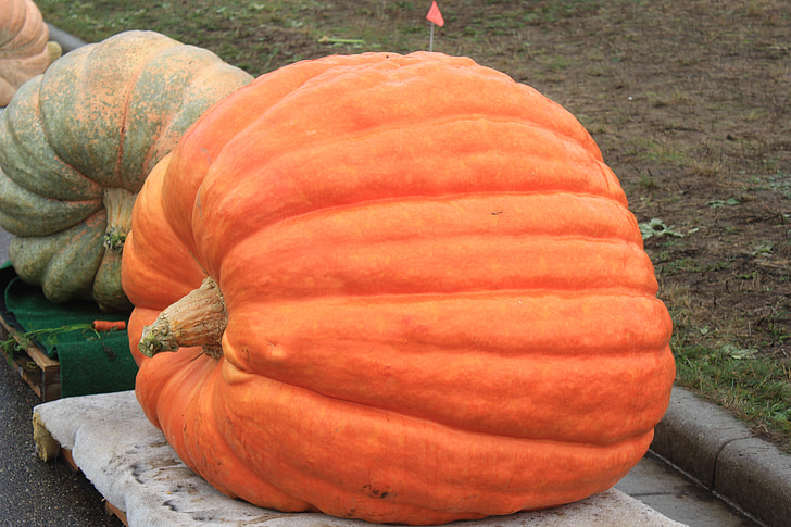 pumpkin, huge pumpkin, harvest, orange, autumn
