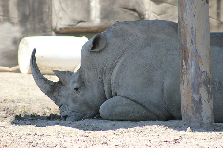 Rhino, gros, faune, rhinocéros, nature, grande, petites cornes