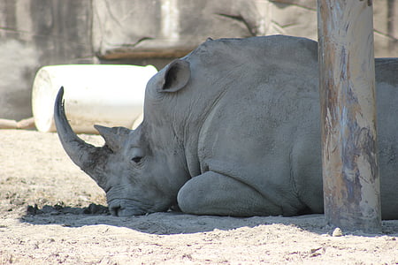 Rhino, velik, prosto živeče živali, nosorog, narave, velike, rogom