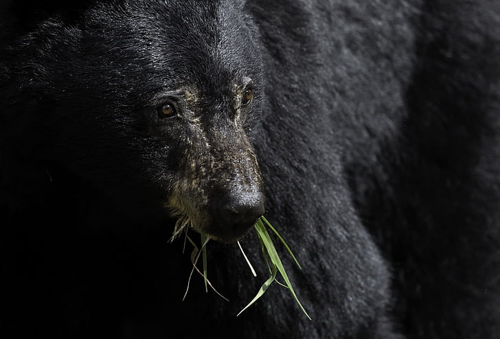 black bear, eating, wildlife, nature, big, fur, habitat