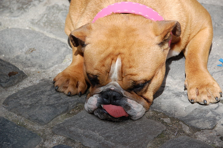 bulldog, dog, tongue, animals, pet, tired, pets