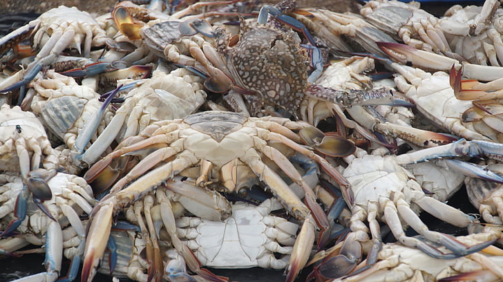 fisk og skaldyr, krabber, mad, spise, gourmet, Middelhavet, Fischer