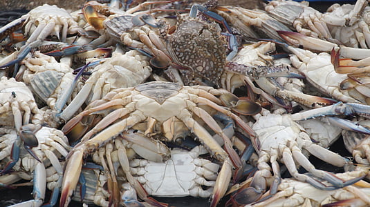 schaal-en schelpdieren, krabben, voedsel, eten, gastronomische, Middellandse Zee, Fischer