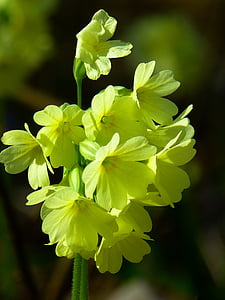 cowslip, skogen primrose, høy primrose, Primula vulgaris, Primrose, blomst, Blossom