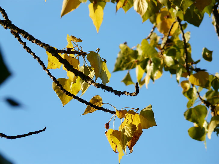 daun, musim gugur, Poplar, warna-warni, berwarna, Poplar daun, Haram poplar hitam