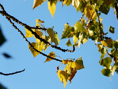 leaves, autumn, poplar, colorful, colored, poplar leaves, bastard black poplar