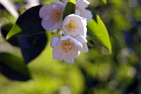 valkoiset kukat, kerma, makea tuoksu, Jasmine, kukinta, kukinta, valkoinen