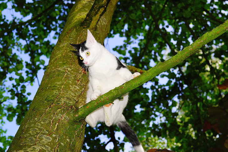 mačka, drevo, vzpon, mladiči urha klicati, pet, narave, mačka v drevo